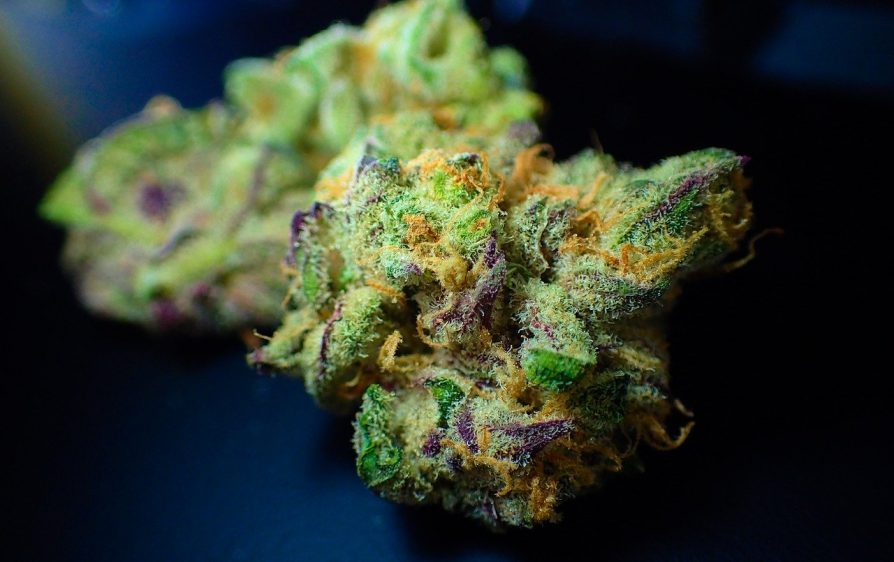 skażona marihuana w Holandii zagraża życiu jej użytkowników