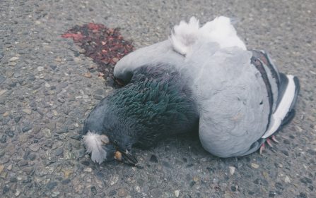 Kilkadziesiąt martwych gołębi w Lelystad