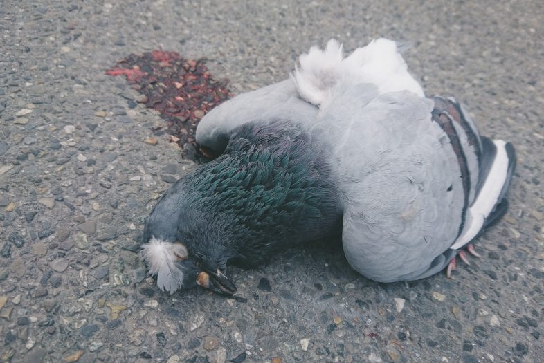 Kilkadziesiąt martwych gołębi w Lelystad