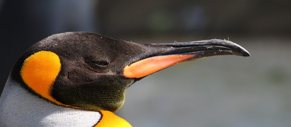pingwiny atakują Holandię