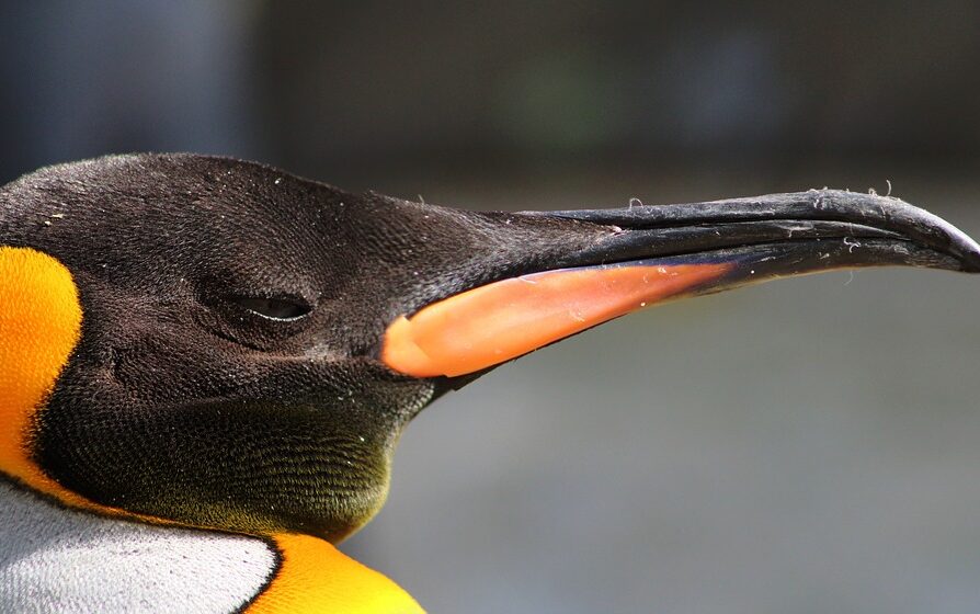 pingwiny atakują Holandię