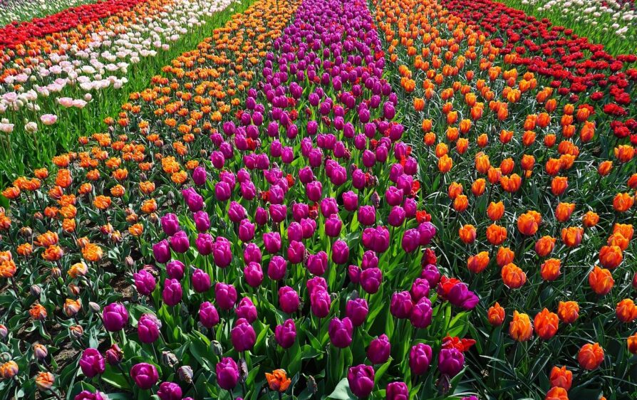 niedobór tulipanów w Holandii