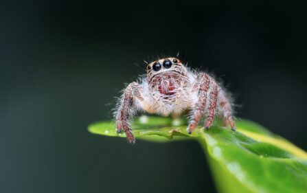 Holendrów problemy z pająkami