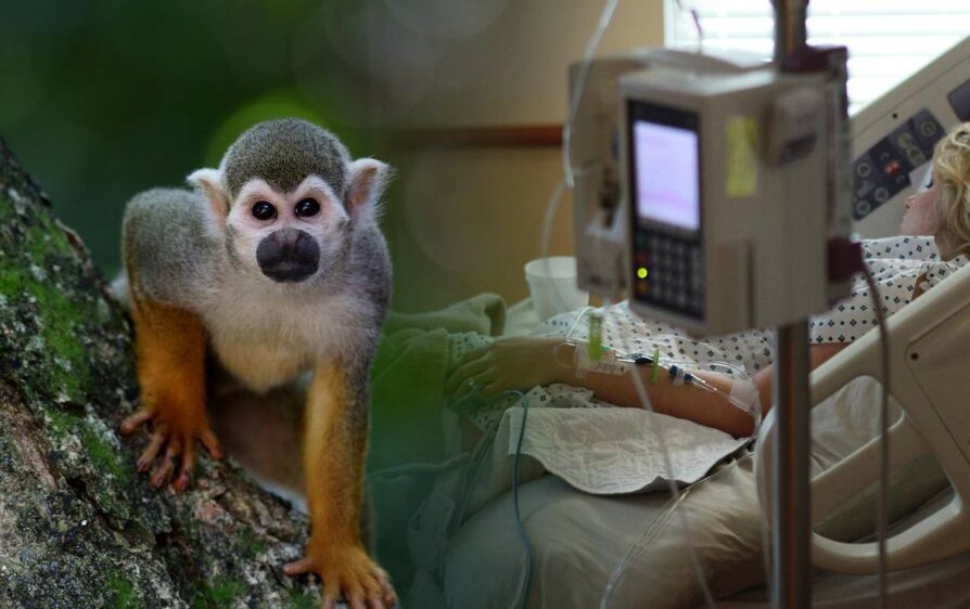 Małpia ospa w Holandii - coraz więcej zachorowań