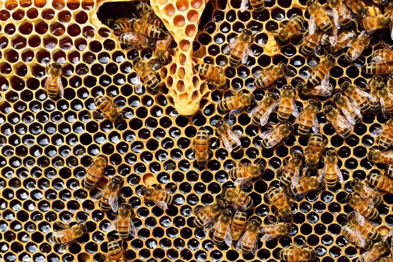 Wypadek, pszczoły i poszkodowane pogotowie