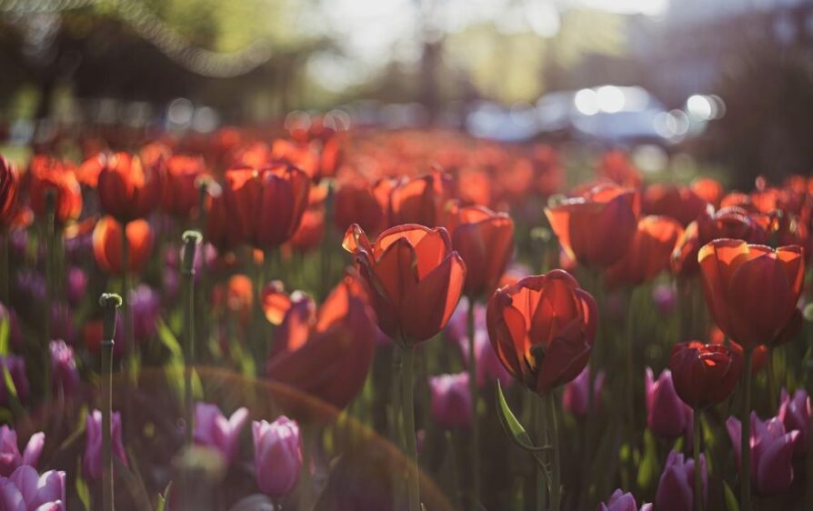 Tulipanowa gorączka – jak tulipomania ogarnęła Holendrów?
