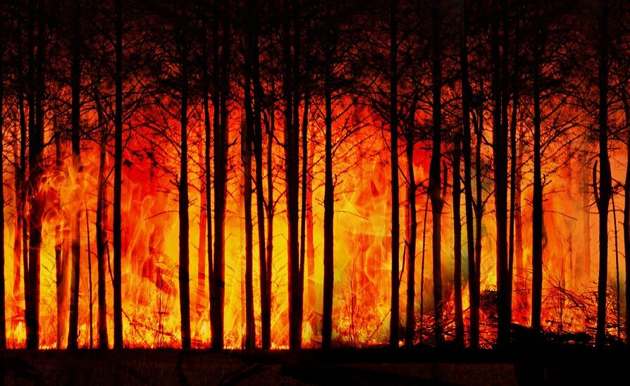 Pożary lasów w Holandii