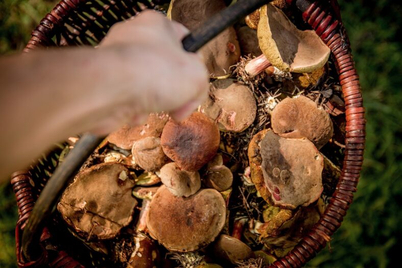 Czy wolno zbierać grzyby w Holandii?