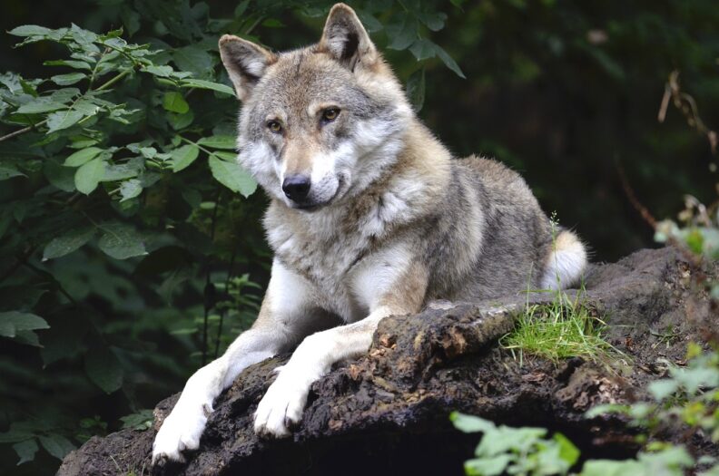 Prowincja Gelderland organizuje polowania na wilka