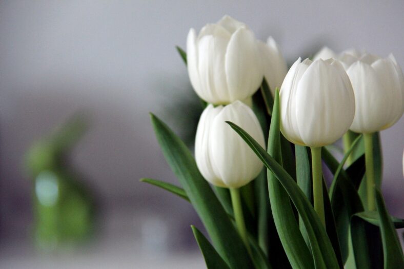 Jaki kwiat jest symbolem Holandii? To nie tulipan