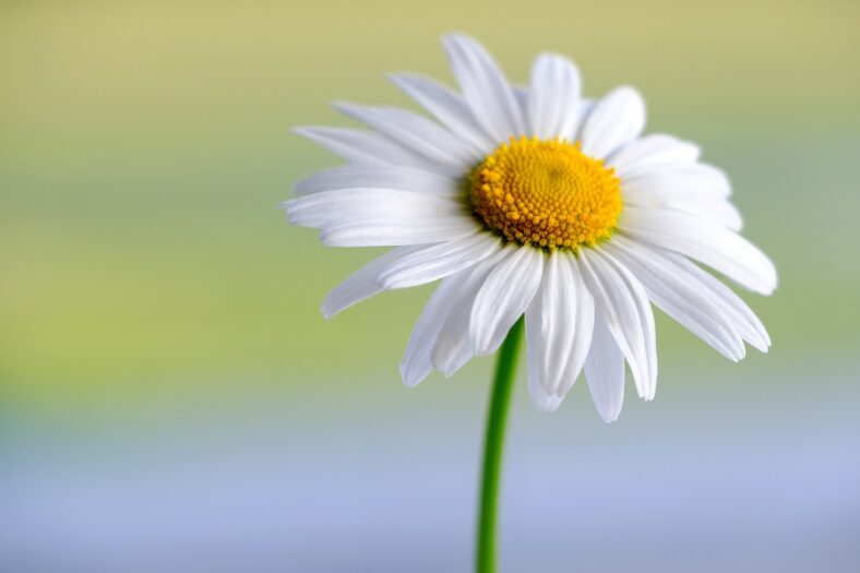 Stokrotka – kwiatem Królestwa Niderlandów