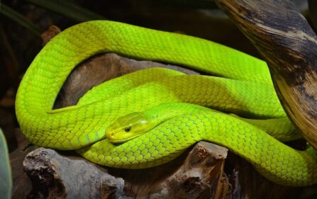 Zielona mamba uciekła w Tilburgu