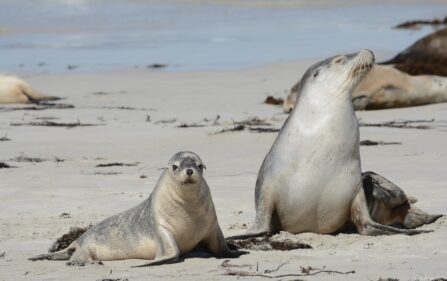 Osierocone foki? Na Texel