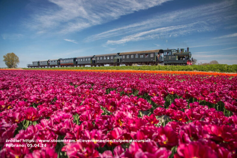 Ruszy kolej parowa w Noord-Holland - ciuchcią przez morze tulipanów