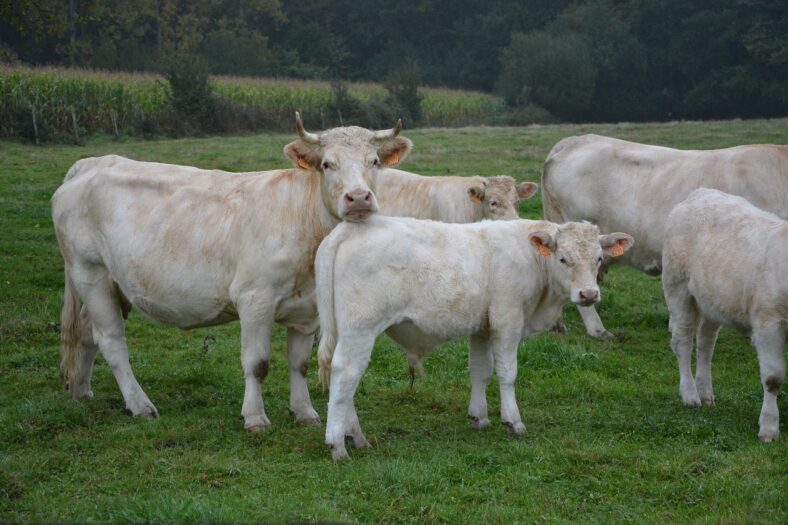 Zielone światło na wykup farmerów w Holandii