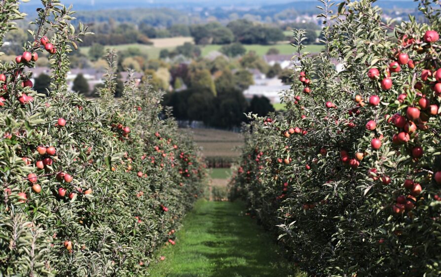 Aż 20% pracujących w sezonie w Neder-Betuwe to migranci